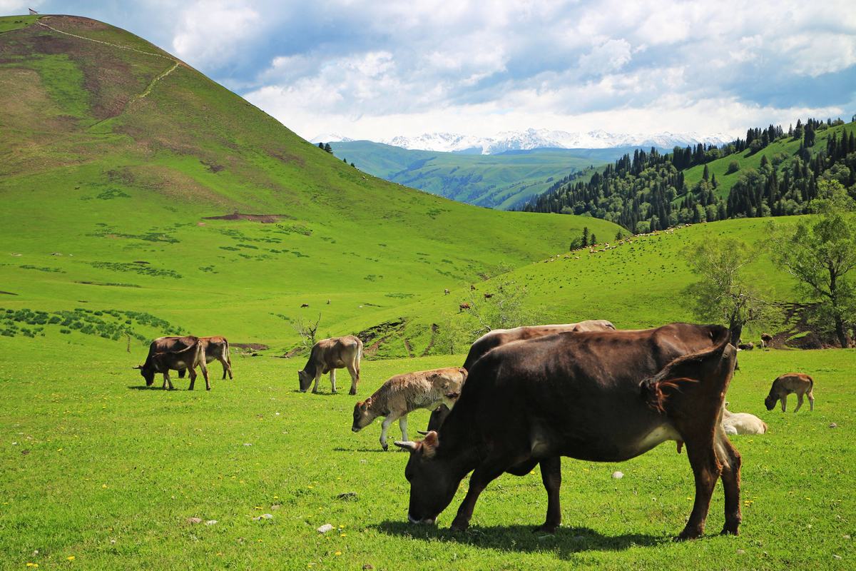 Narati Pasture