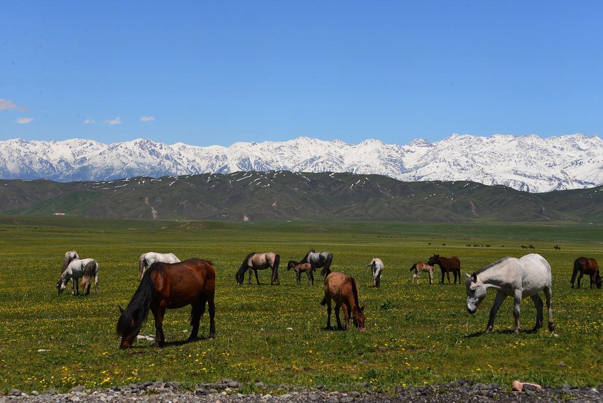 Nalati Grassland Xinjiang Uygur