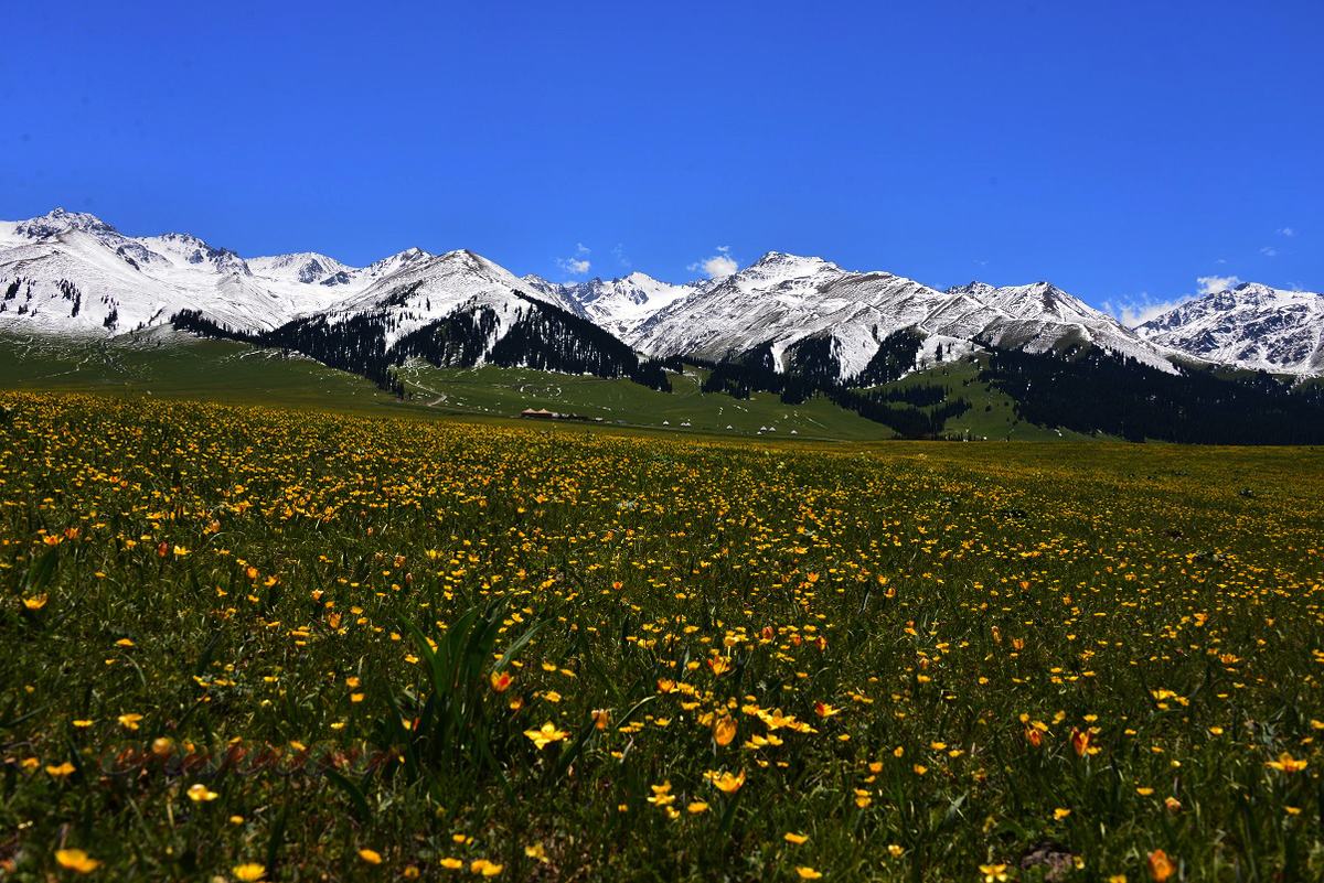 Narati Pasture