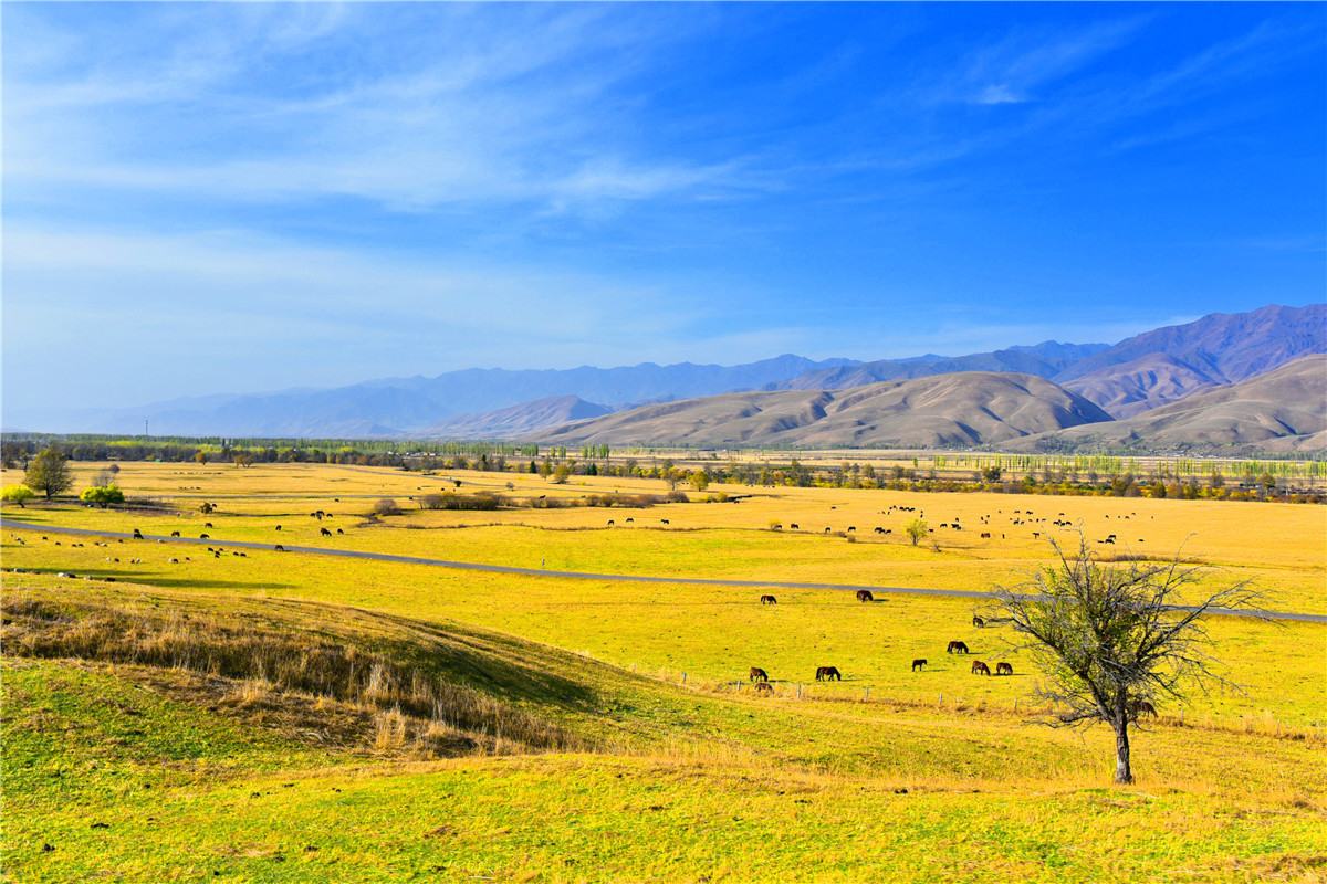 Narati Pasture