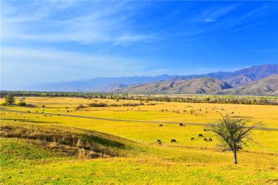 Narati Pasture