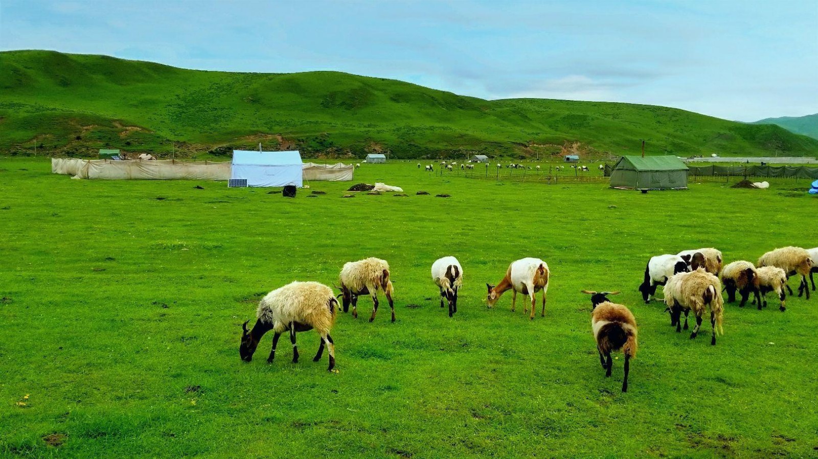 Sanke Pasture Xiahe County