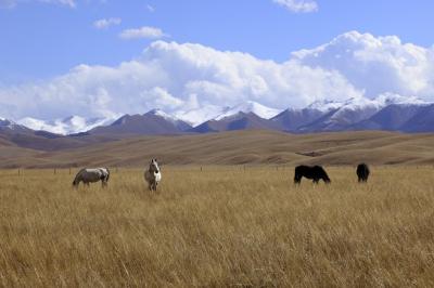 Sanke Grassland