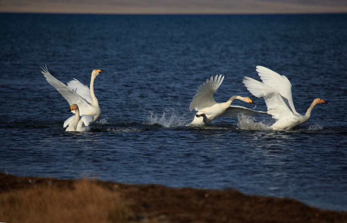 Swans in Xinjiang Sayram Lake