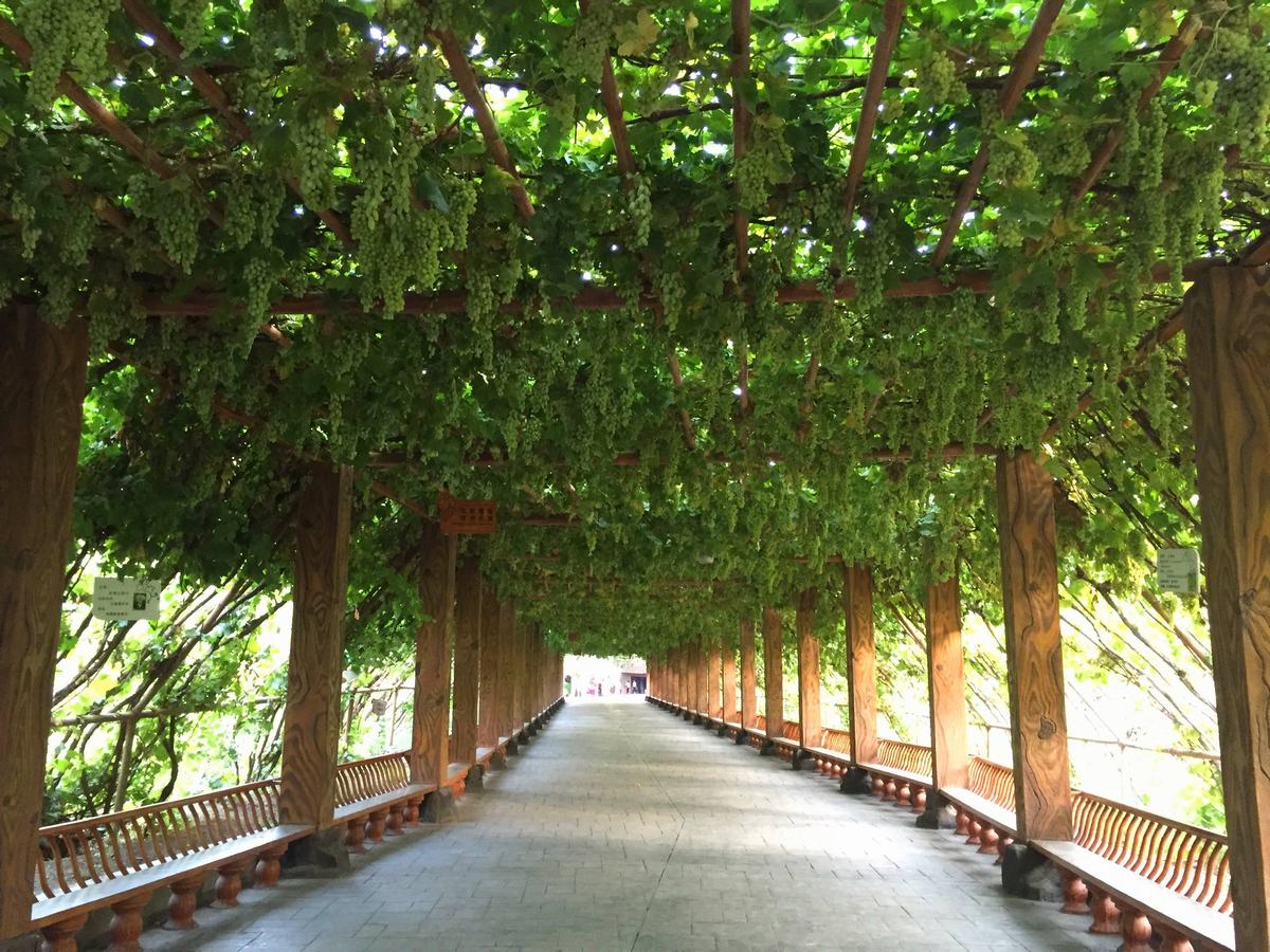 Turpan Grape Valley