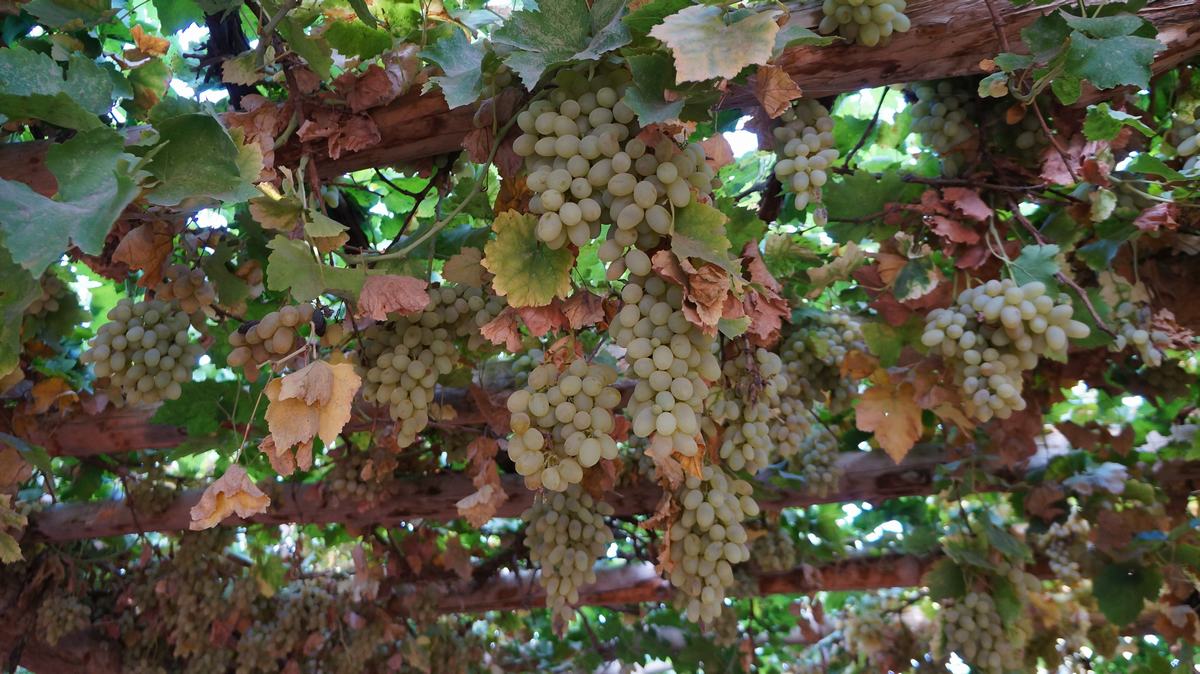 Turpan Grape Valley