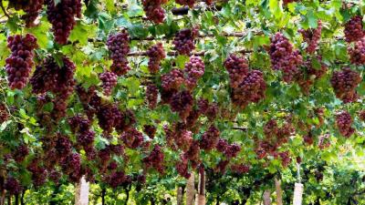 Turpan Grape Valley Xinjiang