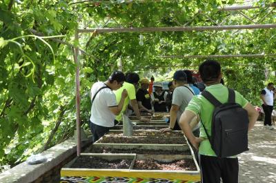 Turpan Grape Valley