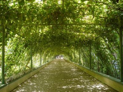 Turpan Grape Valley