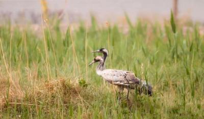 Zhangye National Wetland Park