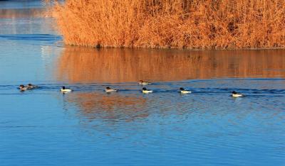 Zhangye National Wetland Park